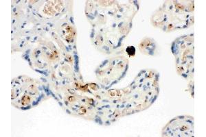 IHC analysis of NAP2 using anti-NAP2 antibody (ABIN3044533). (CXCL7 抗体  (AA 55-128))