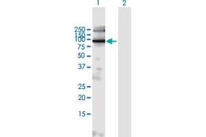 Western Blot analysis of EXOC6B expression in transfected 293T cell line by EXOC6B MaxPab polyclonal antibody. (EXOC6B 抗体  (AA 1-811))
