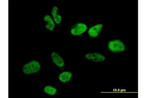Immunofluorescence of purified MaxPab antibody to WBP11 on HeLa cell. (WBP11 抗体  (AA 1-641))