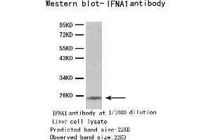 Western Blotting (WB) image for anti-Interferon, alpha 1 (IFNA1) antibody (ABIN1873146) (IFNA1 抗体)