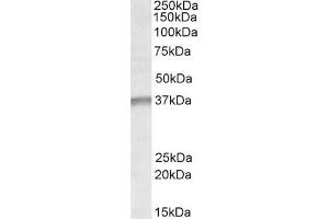 ABIN570978 (1µg/ml) staining of K562 lysate (35µg protein in RIPA buffer). (UTF1 抗体  (Internal Region))