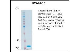 SDS-PAGE (SDS) image for CD40 Ligand (CD40LG) (Active) protein (ABIN5509293) (CD40 Ligand Protein (CD40LG))