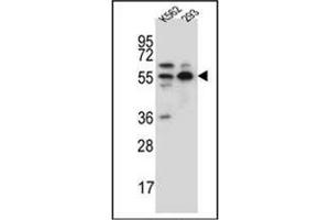 Western Blotting (WB) image for anti-NEDD8 Activating Enzyme E1 Subunit 1 (NAE1) (AA 171-200), (Middle Region) antibody (ABIN950470)