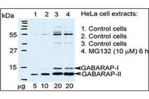 Autophagy GABARAP Antibody (N-term) Cat. (GABARAP 抗体  (N-Term))