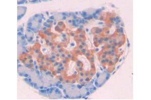 IHC-P analysis of Rat Pancreas Tissue, with DAB staining. (AZGP1 抗体  (AA 18-296))