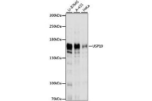 Western blot analysis of extracts of various cell lines, using USP19 antibody. (USP19 抗体)