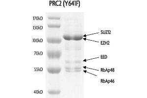 Recombinant PRC2 EZH2(Y641F) Complex gel.