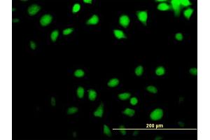 Immunofluorescence of purified MaxPab antibody to NT5C on HeLa cell. (NT5C 抗体  (AA 1-117))