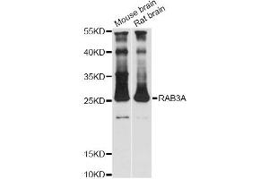 Western blot analysis of extracts of various cell lines, using RAB3A antibody (ABIN1876567) at 1:3000 dilution. (RAB3A 抗体)