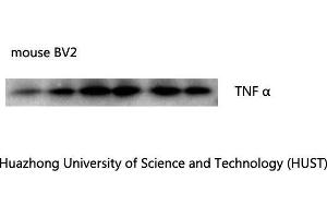 Western Blot (WB) analysis: Please contact us for more details. (TNF alpha 抗体)