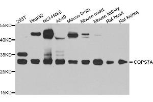 Western blot analysis of extracts of various cell lines, using COPS7A antibody. (COPS7A 抗体)
