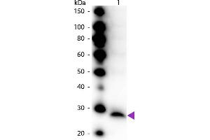 Western Blot of Peroxidase conjugated Rabbit Anti-Trypsinogen primary antibody.