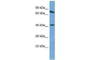 Western Blotting (WB) image for anti-Keratin 83 (KRT83) (Middle Region) antibody (ABIN2786188) (KRT83 抗体  (Middle Region))
