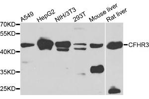 Western blot analysis of extracts of various cell lines, using CFHR3 antibody (ABIN5975725) at 1/1000 dilution. (CFHR3 抗体)