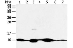 Western blot analysis of Mouse muscle and human fetal muscle tissue mouse heart tissue and PC3 cell mouse kidney and small intestines tissue 231 cell using COX7C Polyclonal Antibody at dilution of 1:300