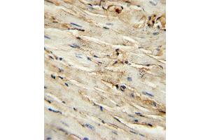 C antibody (Center ) (ABIN389408 and ABIN2839496) immunohistochemistry analysis in formalin fixed and paraffin embedded mouse heart tissue followed by peroxidase conjugation of the secondary antibody and DAB staining. (Endoglin 抗体  (AA 380-409))