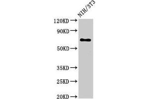 Western Blot Positive WB detected in: NIH/3T3 whole cell lysate All lanes: ZMYND11 antibody at 3 μg/mL Secondary Goat polyclonal to rabbit IgG at 1/50000 dilution Predicted band size: 71, 65, 67, 61 kDa Observed band size: 71 kDa (ZMYND11 抗体  (AA 363-513))