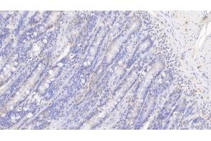 Detection of IL8 in Canine Small intestine Tissue using Polyclonal Antibody to Interleukin 8 (IL8)