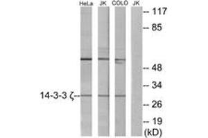 Western blot analysis of extracts from HeLa/Jurkat/COLO cells, using 14-3-3 zeta Antibody. (14-3-3 zeta 抗体  (AA 51-100))