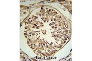 TRSS2 Antibody (N-term) (R) IHC analysis in formalin fixed and paraffin embedded human testis tissue followed by peroxidase conjugation of the secondary antibody and DAB staining. (TMPRSS2 抗体  (N-Term))