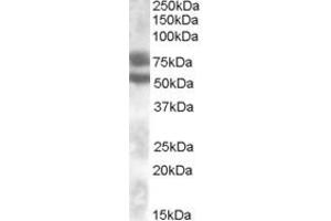 Western Blotting (WB) image for anti-Dachshund 1 (DACH1) (Internal Region) antibody (ABIN2464820) (DACH1 抗体  (Internal Region))