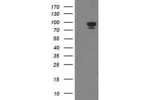 Image no. 2 for anti-Signal Transducer and Activator of Transcription 5A (STAT5A) antibody (ABIN1501191) (STAT5A 抗体)