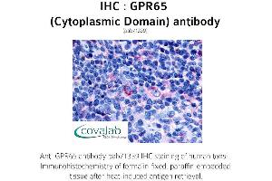 Image no. 1 for anti-G Protein-Coupled Receptor 65 (GPR65) (1st Cytoplasmic Domain) antibody (ABIN1735147) (GPR65 抗体  (1st Cytoplasmic Domain))