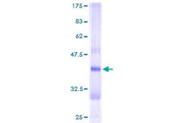 CRYZL1 Protein (AA 1-113) (GST tag)