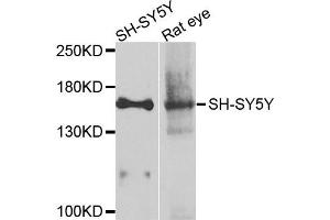 Western blot analysis of extracts of various cells, using ADCY2 antibody.