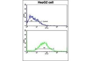 Flow cytometric analysis of HepG2 cells using PUM2 Antibody (bottom histogram) compared to a negative control cell (top histogram). (PUM2 抗体  (AA 159-189))