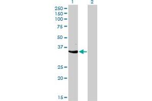 Image no. 1 for anti-Cyclin-Dependent Kinase 3 (CDK3) (AA 206-305) antibody (ABIN465981) (CDK3 抗体  (AA 206-305))