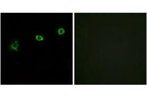Immunofluorescence (IF) image for anti-Olfactory Receptor, Family 1, Subfamily N, Member 1 (OR1N1) (AA 231-280) antibody (ABIN1535868)