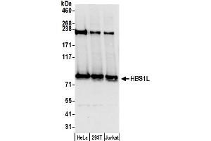 anti-HBS1-Like (HBS1L) (AA 25-75) antibody