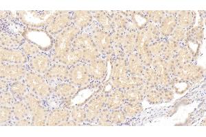 Detection of F2 in Human Kidney Tissue using Monoclonal Antibody to Coagulation Factor II (F2) (Prothrombin 抗体)