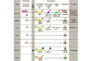 Conjugation pathways for ubiquitin and ubiquitin-like modifiers (UBLs). (CAND1 抗体  (N-Term))