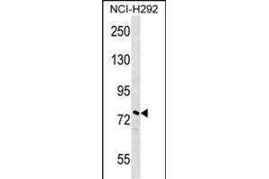 NOLC1 Antibody (N-term) (ABIN1539107 and ABIN2848640) western blot analysis in NCI- cell line lysates (35 μg/lane). (NOLC1 抗体  (N-Term))