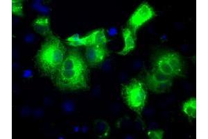Anti-PRDX4 mouse monoclonal antibody (ABIN2453501) immunofluorescent staining of COS7 cells transiently transfected by pCMV6-ENTRY PRDX4 (RC203330). (Peroxiredoxin 4 抗体)