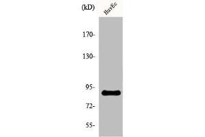 Western Blot analysis of HuvEc cells using Kanadaptin Polyclonal Antibody (NADAP 抗体  (Internal Region))