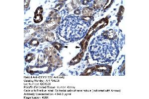 Human kidney (SFRS17A 抗体  (N-Term))