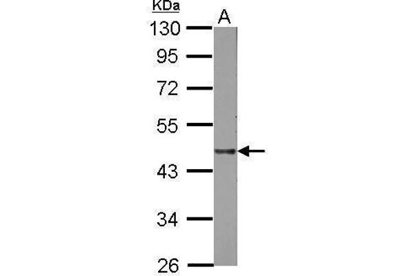 Lipase A 抗体  (Center)