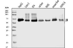 Western blot analysis of LSR using anti-LSR antibody (ABIN7599514).