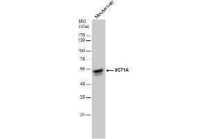 WB Image UGT1A antibody detects UGT1A protein by western blot analysis. (Ugt1 抗体)