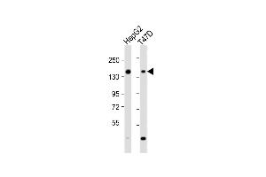 All lanes : Anti-GLG1 Antibody (C-term) at 1:2000 dilution Lane 1: HepG2 whole cell lysate Lane 2: T47D whole cell lysate Lysates/proteins at 20 μg per lane. (GLG1 抗体  (C-Term))