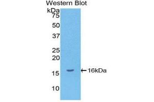 Western Blotting (WB) image for anti-gamma-Interferon-Induced Monokine (CXCL9) (AA 23-125) antibody (ABIN1078328)