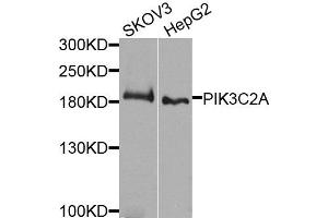 Western blot analysis of extracts of various cells, using PIK3C2A antibody. (PIK3C2A 抗体)