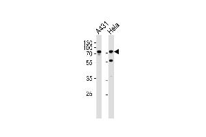 Western blot analysis of lysates from A431, Hela cell line (from left to right), using SEPT9 Antibody (C-term) (ABIN390155 and ABIN2840654). (Septin 9 抗体  (C-Term))