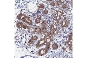 Immunohistochemical staining of human breast with KIAA1328 polyclonal antibody  shows moderate cytoplasmic and nuclear positivity in glandular cells. (KIAA1328 抗体)