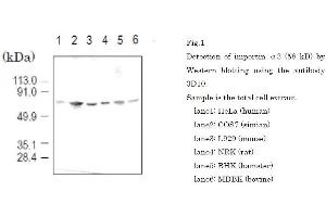 Western Blotting (WB) image for anti-Karyopherin (Importin) alpha 4 (KPNA4) (full length) antibody (ABIN2452037) (KPNA4 抗体  (full length))