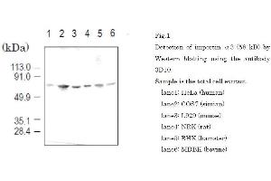 Western Blotting (WB) image for anti-Karyopherin (Importin) alpha 4 (KPNA4) (full length) antibody (ABIN2452037) (KPNA4 抗体  (full length))