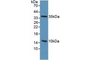 Western blot analysis of Mouse Sp2/0 Cells. (PLAUR 抗体  (AA 13-114))